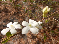Casearia yucatanensis