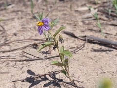 Solanum esuriale