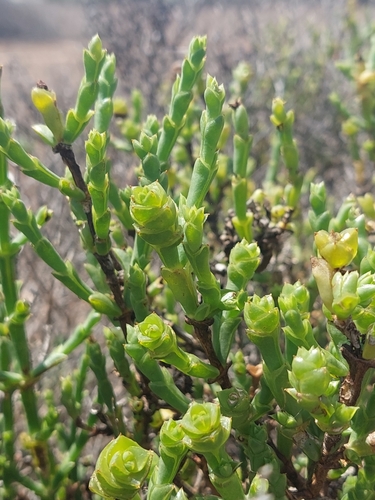 Image of Tecticornia triandra by (c) Nina Kerr, some rights reserved (CC BY)