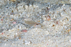 Fusigobius