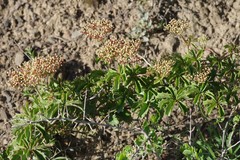 Cyphostemma quinatum