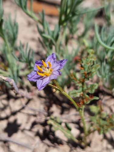 Image of Solanum lacunarium by (c) Nina Kerr, some rights reserved (CC BY)