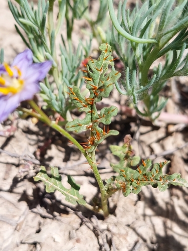 Image of Solanum lacunarium by (c) Nina Kerr, some rights reserved (CC BY)