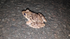 Fejervarya limnocharis