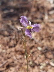 Thysanotus baueri