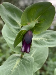 Cerinthe major purpurascens