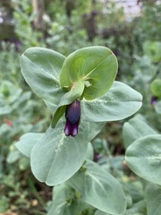Cerinthe major purpurascens