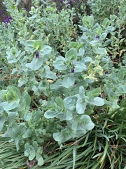 Cerinthe major purpurascens
