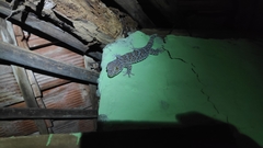 Gekko gecko