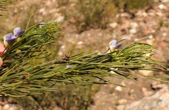 Psoralea sordida