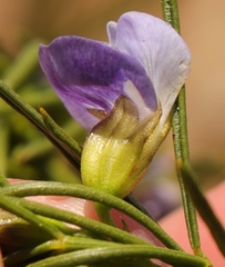 Psoralea sordida