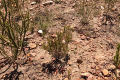 Osteospermum glabrum