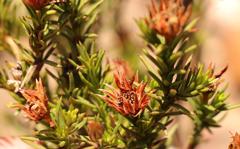 Osteospermum glabrum