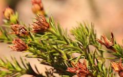 Osteospermum glabrum