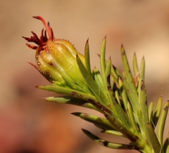 Osteospermum glabrum
