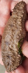 Holothuria albiventer