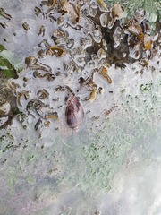 Cymbiola nobilis