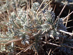 Astragalus tragacantha
