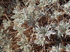 Astragalus tragacantha