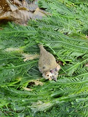 Volegalea cochlidium