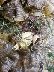 Volegalea cochlidium