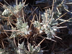 Astragalus tragacantha