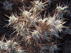 Astragalus tragacantha