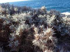 Astragalus tragacantha