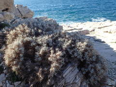 Astragalus tragacantha