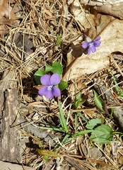 Viola hirsutula