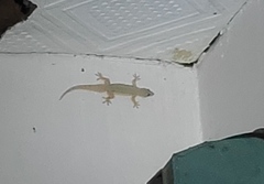 Hemidactylus platyurus