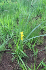 Hypoxis rigidula