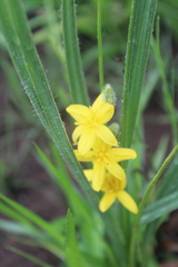 Hypoxis rigidula