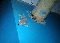 Gekko gecko