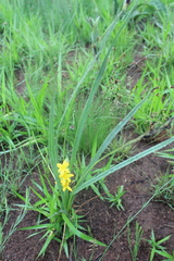 Hypoxis rigidula