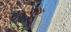 Vanessa atalanta