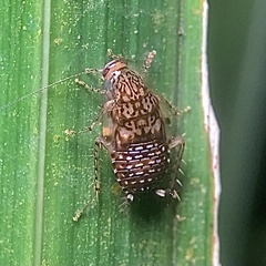 Neoblattellini