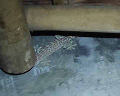 Gekko gecko