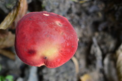 Hortiboletus rubellus