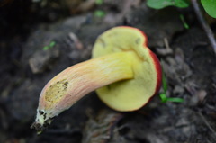 Hortiboletus rubellus