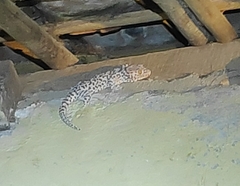 Gekko gecko