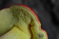 Hortiboletus rubellus