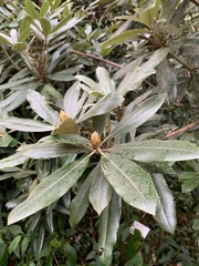 Rhododendron hyperythrum
