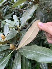 Rhododendron hyperythrum