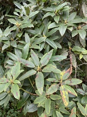 Rhododendron hyperythrum