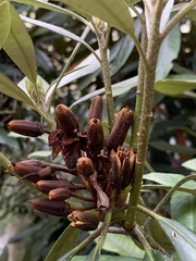 Rhododendron hyperythrum