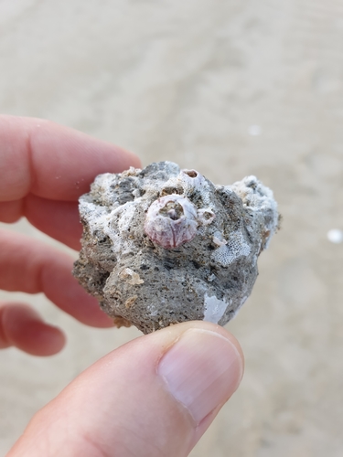 photo of Rock-barnacles (Balanus)
