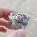 photo of Rock-barnacles (Balanus)