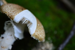 Agaricus augustus