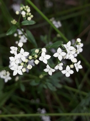 Galium palustre palustre